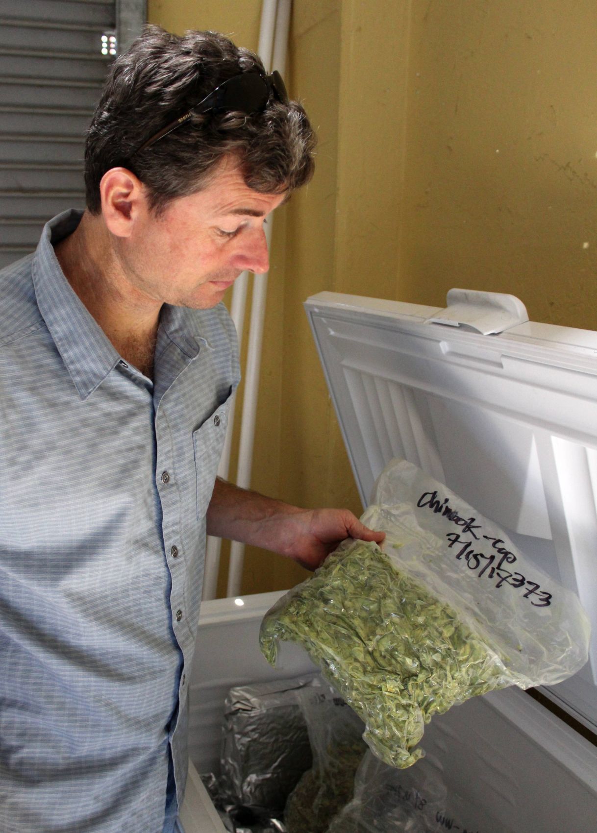 At Napa Valley's Mad Fritz Brewing, locally grown hops are stored in freezer bags